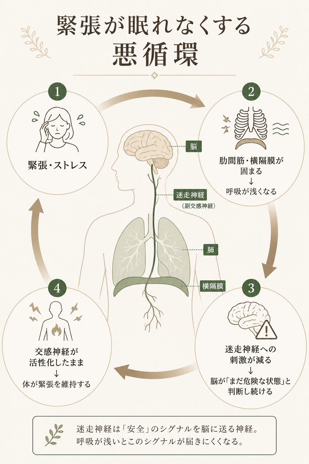 緊張が眠れなくする悪循環：脳・迷走神経・肺の位置関係と、緊張→呼吸が浅くなる→脳の勘違い→交感神経継続のループ図