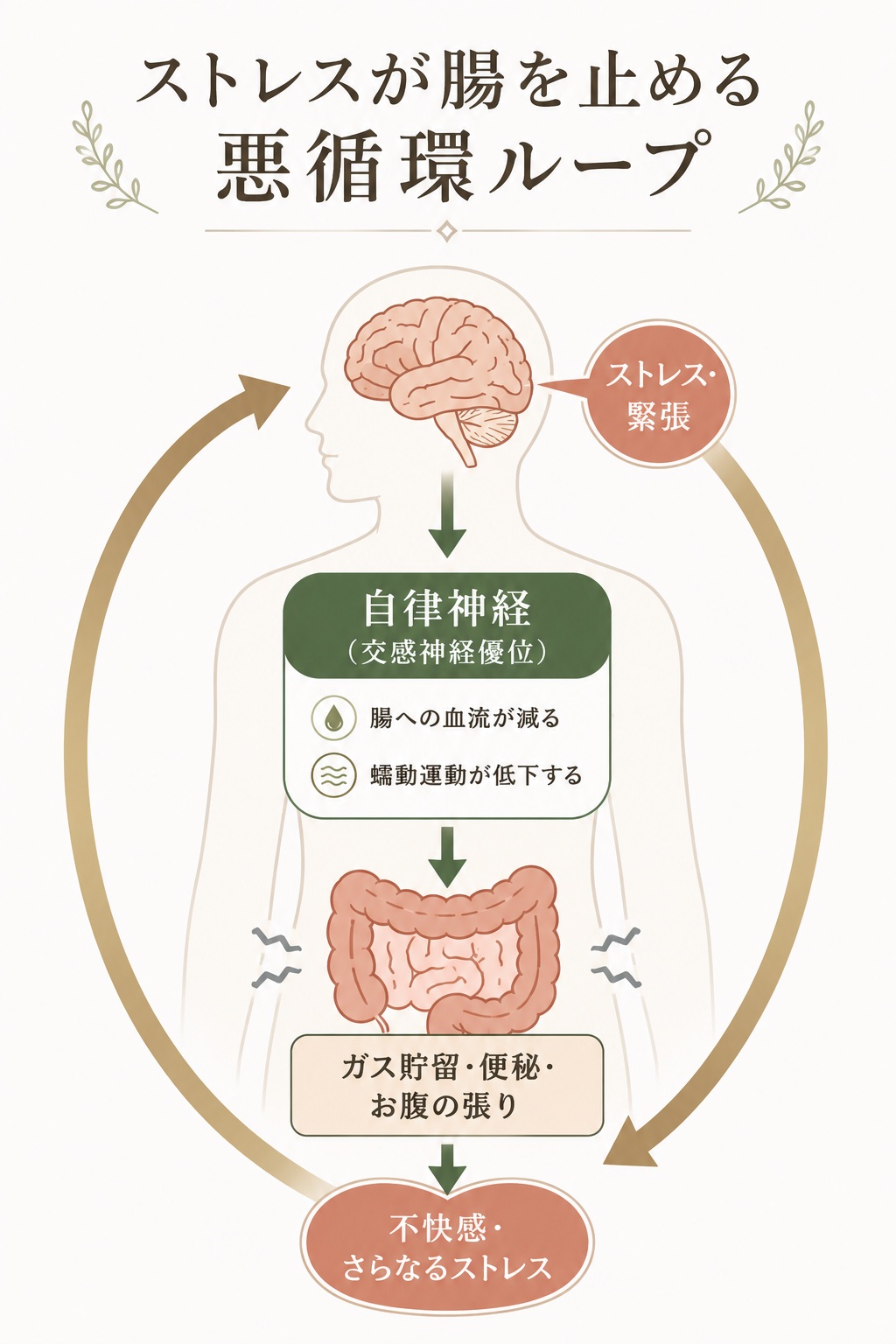 ストレスが腸に影響する悪循環：脳・自律神経・腸の位置関係と、ストレス→交感神経優位→腸の血流減少→蠕動運動低下→便秘・お腹が張るのループ図