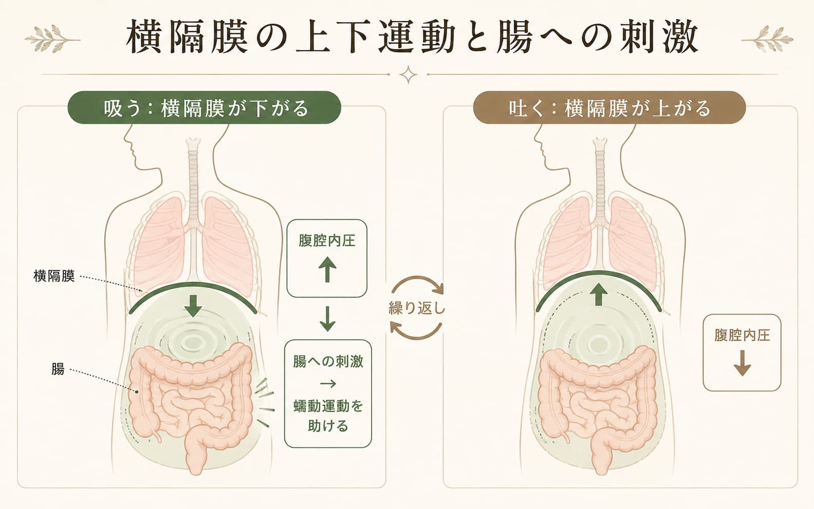 横隔膜の上下運動→腹腔内圧変動→腸への刺激の断面図