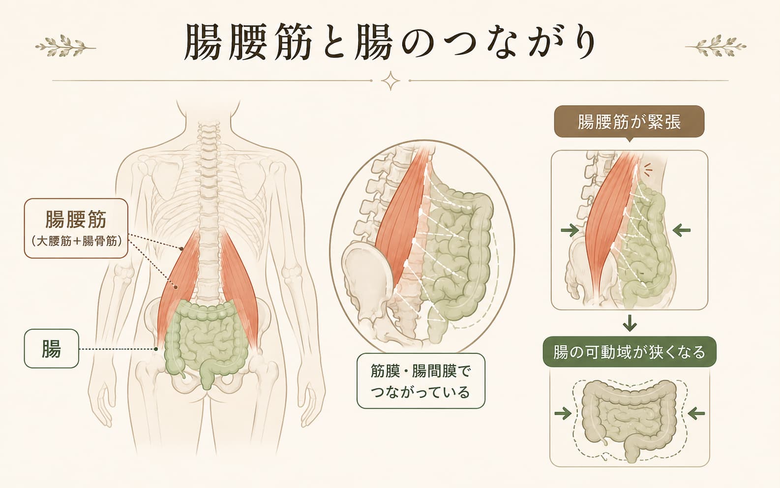 腸腰筋と腸の位置関係を示す人体シルエット図