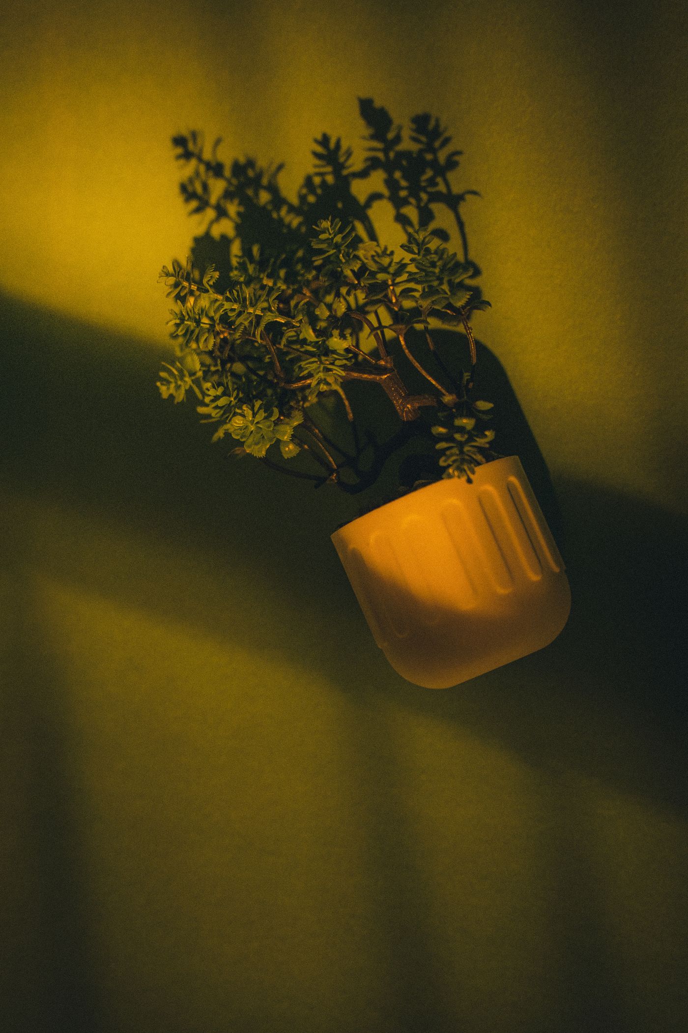 植物と自然光を写した静物