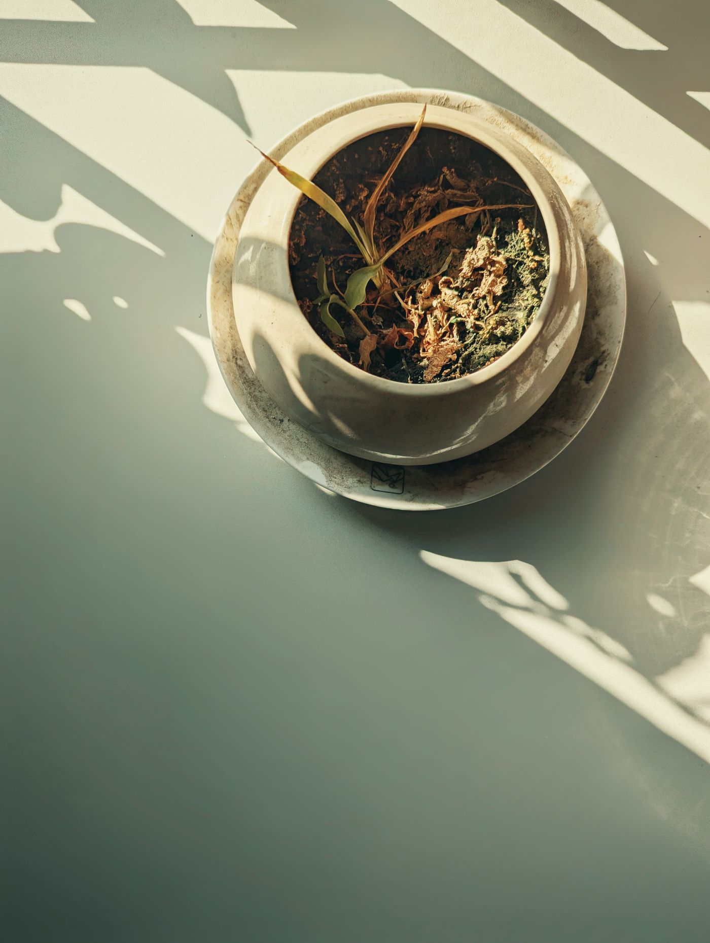 植物と自然光を写した静物