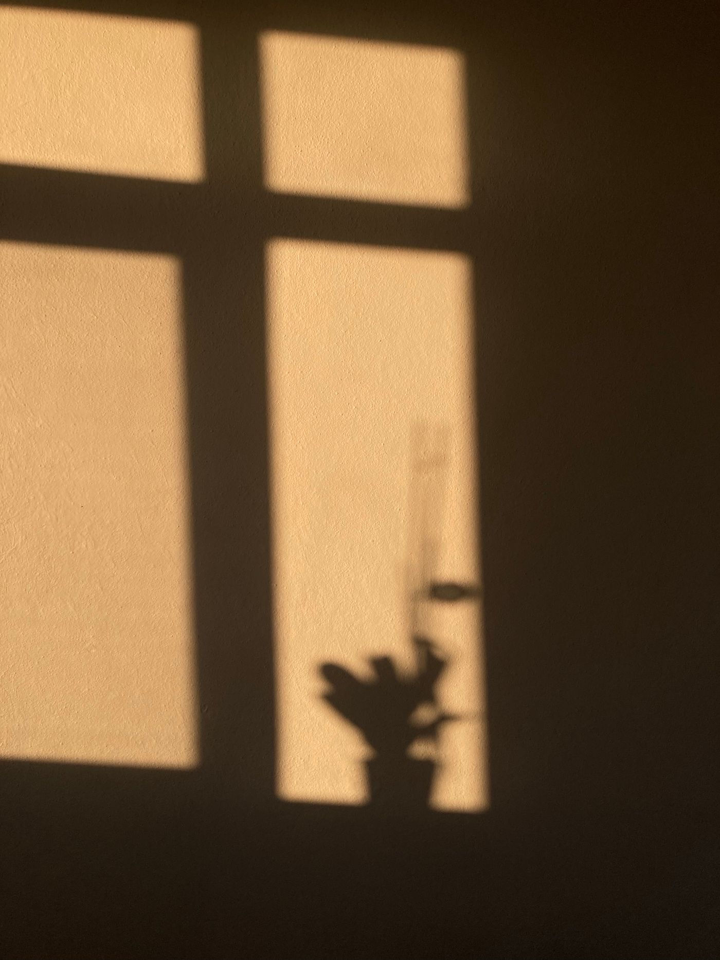 植物と自然光を写した静物