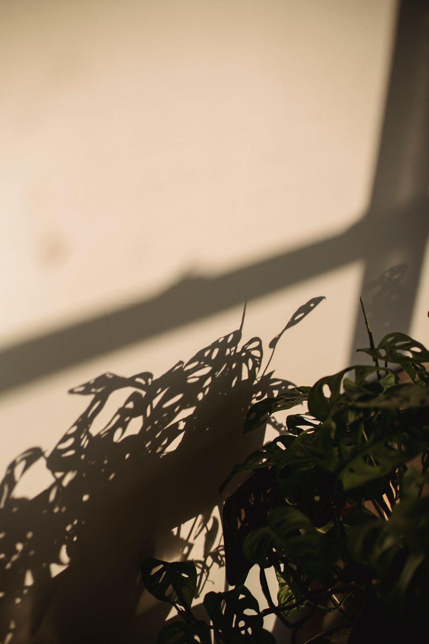 植物と自然光を写した静物