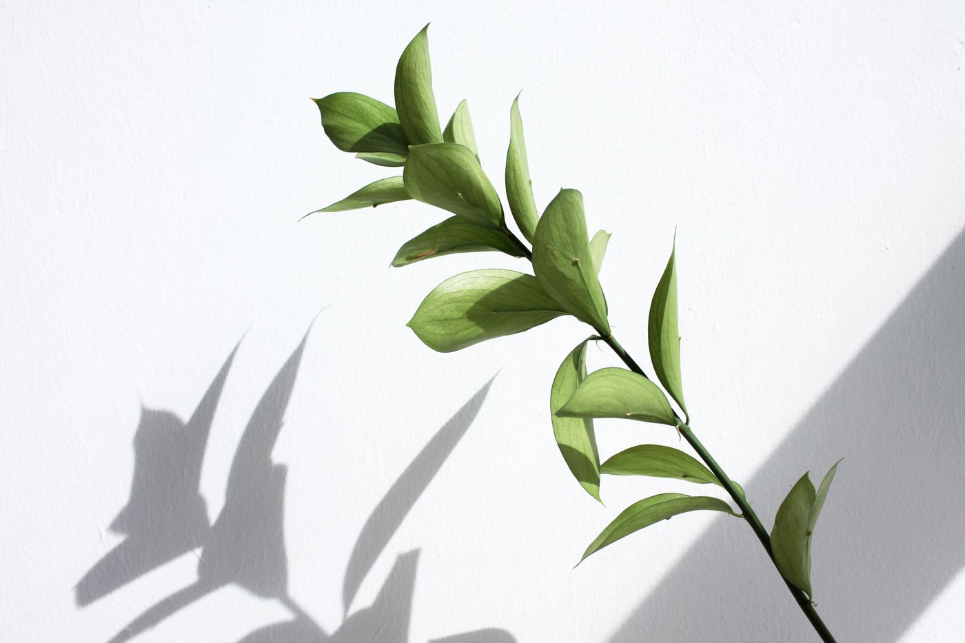 植物と自然光を写した静物