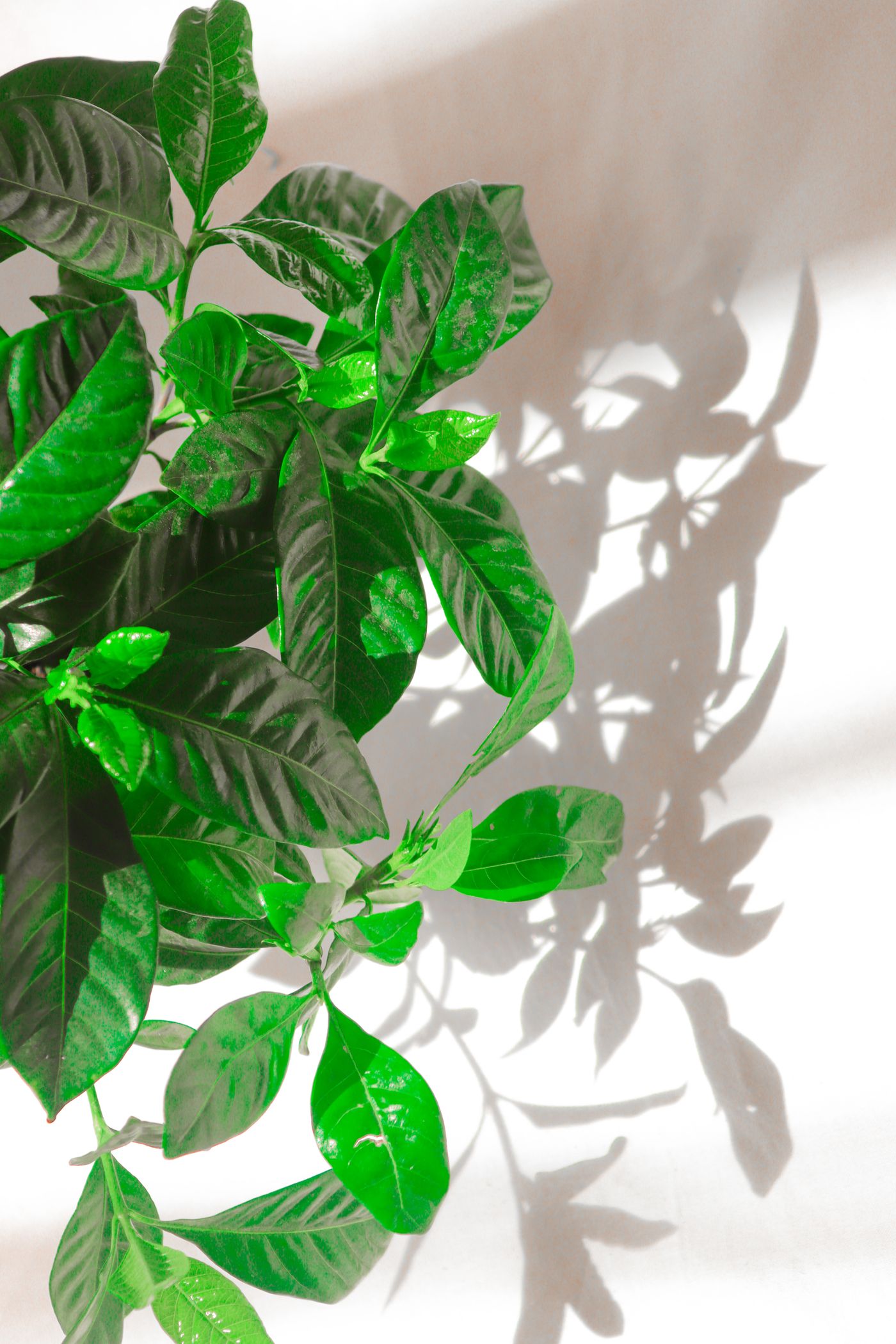 植物と自然光を写した静物