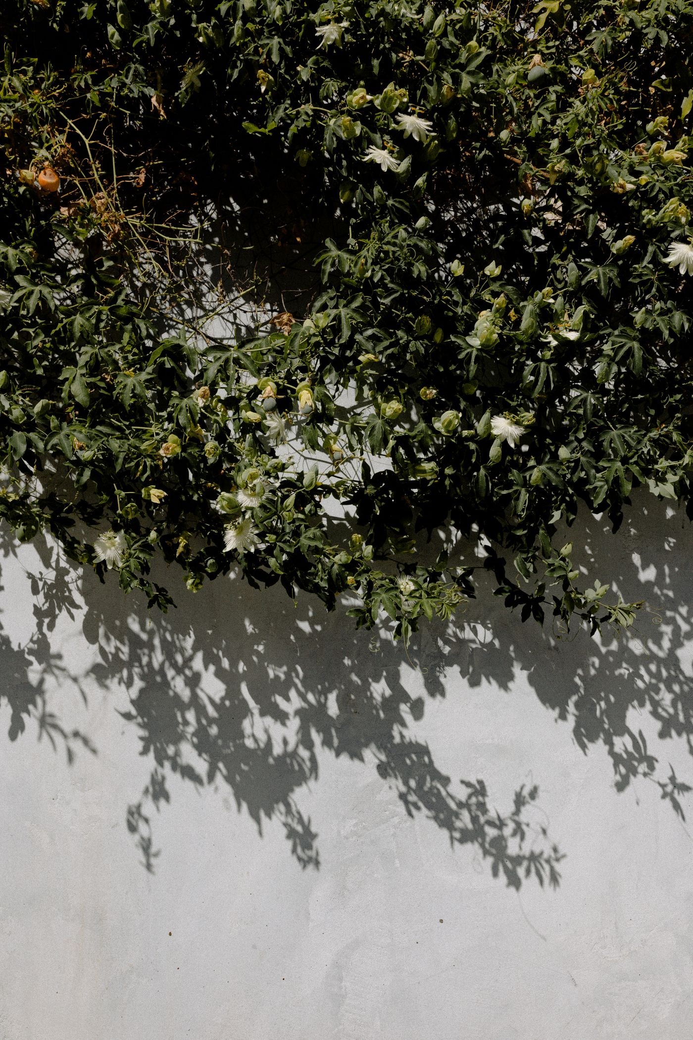 植物と自然光を写した静物