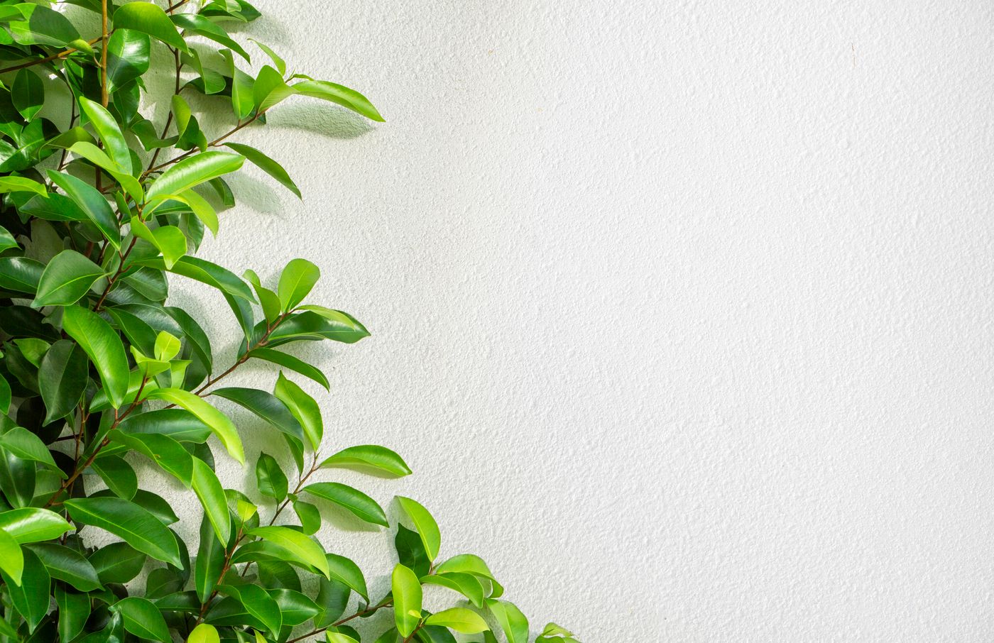 植物と自然光を写した静物