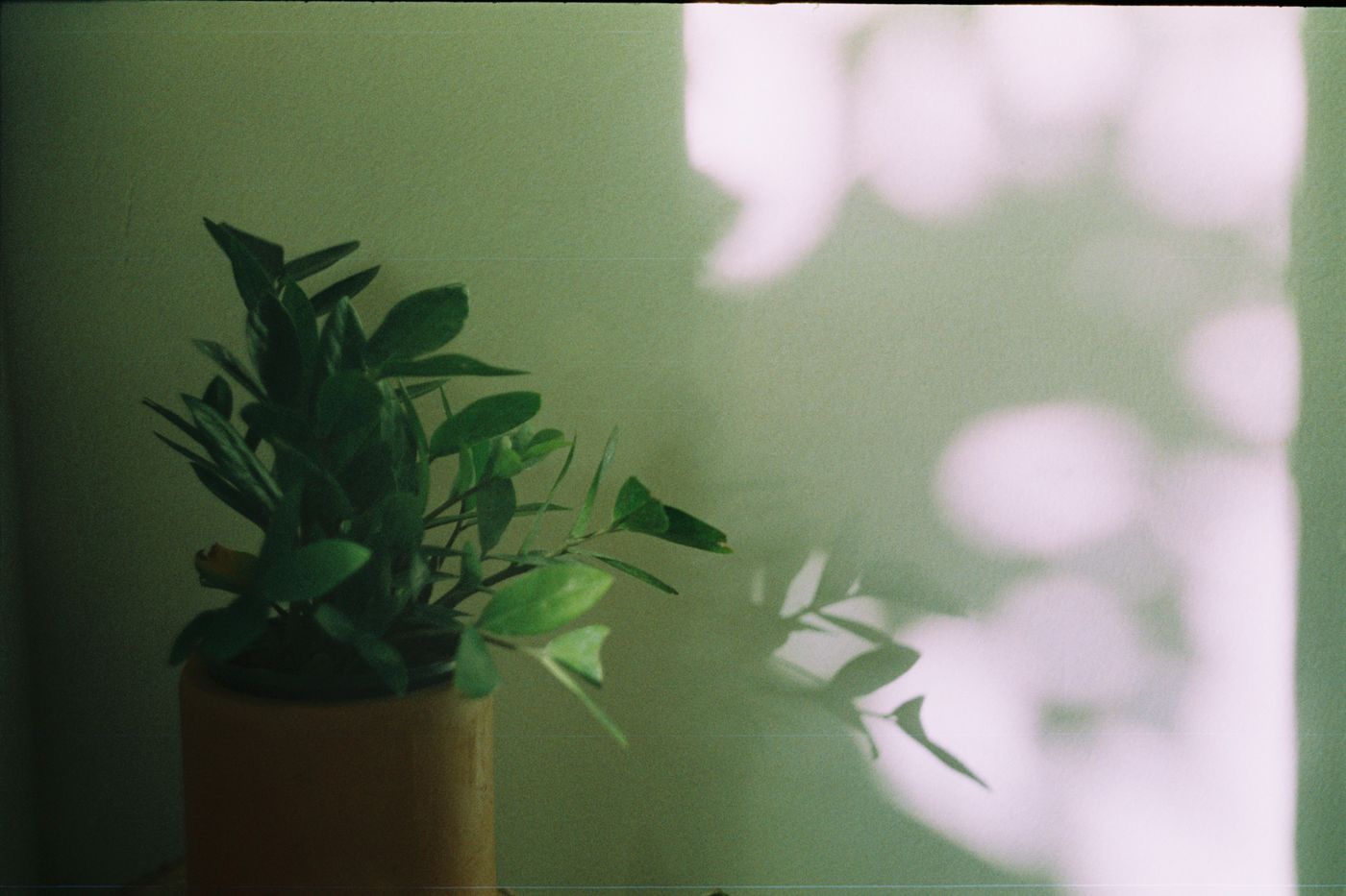 植物と自然光を写した静物